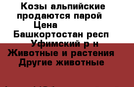 Козы альпийские, продаются парой. › Цена ­ 20 000 - Башкортостан респ., Уфимский р-н Животные и растения » Другие животные   